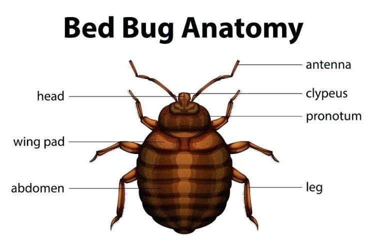 Bed Bugs Exterminator Near Me